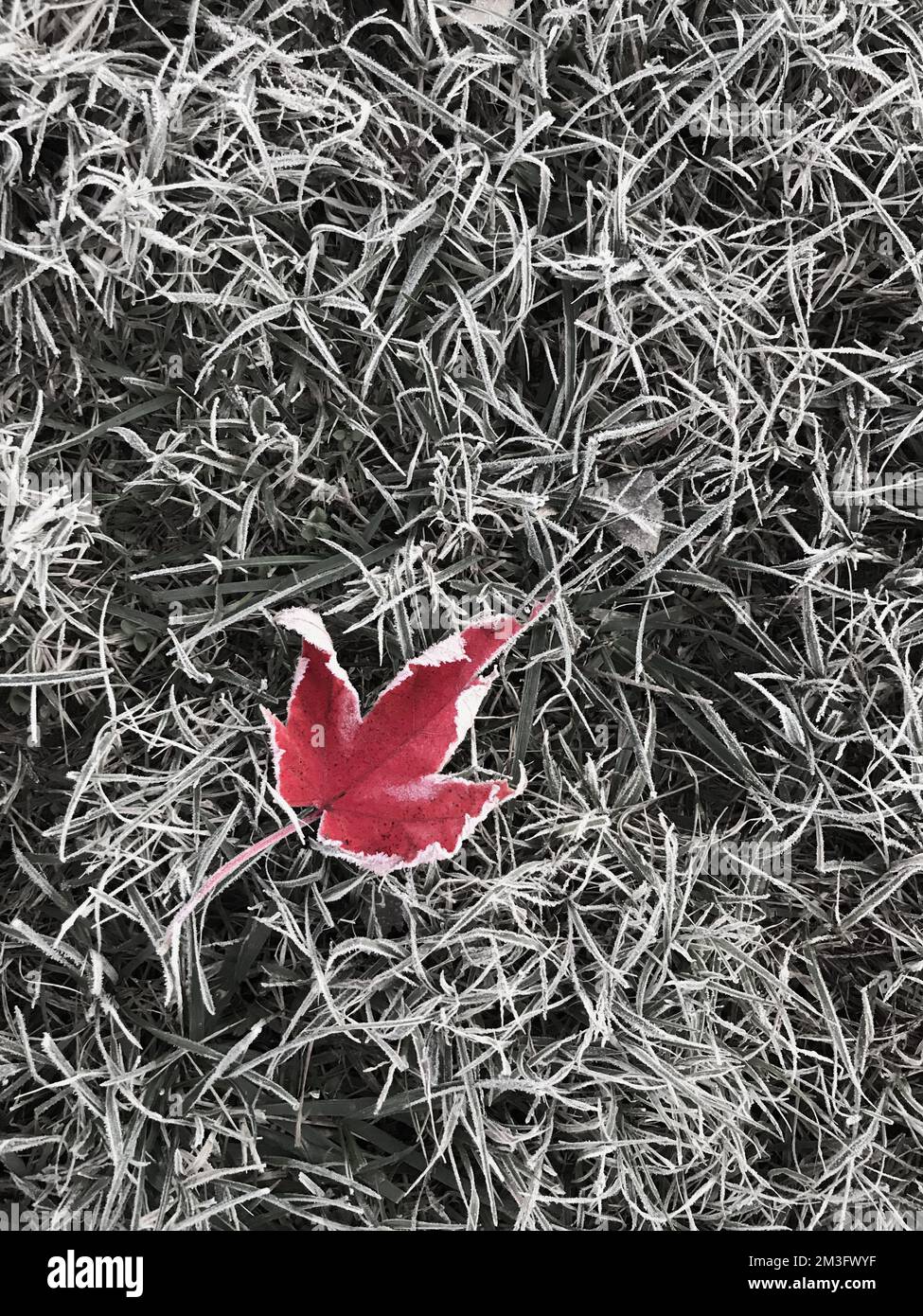 Feuille d'érable rouge unique sur l'herbe gelée après un gel dur. Le fond d'herbe désaturé accentue la feuille. Banque D'Images