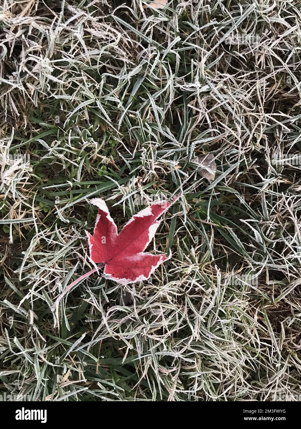 Feuille d'érable rouge unique sur l'herbe gelée après un gel dur. Pleine couleur. Banque D'Images