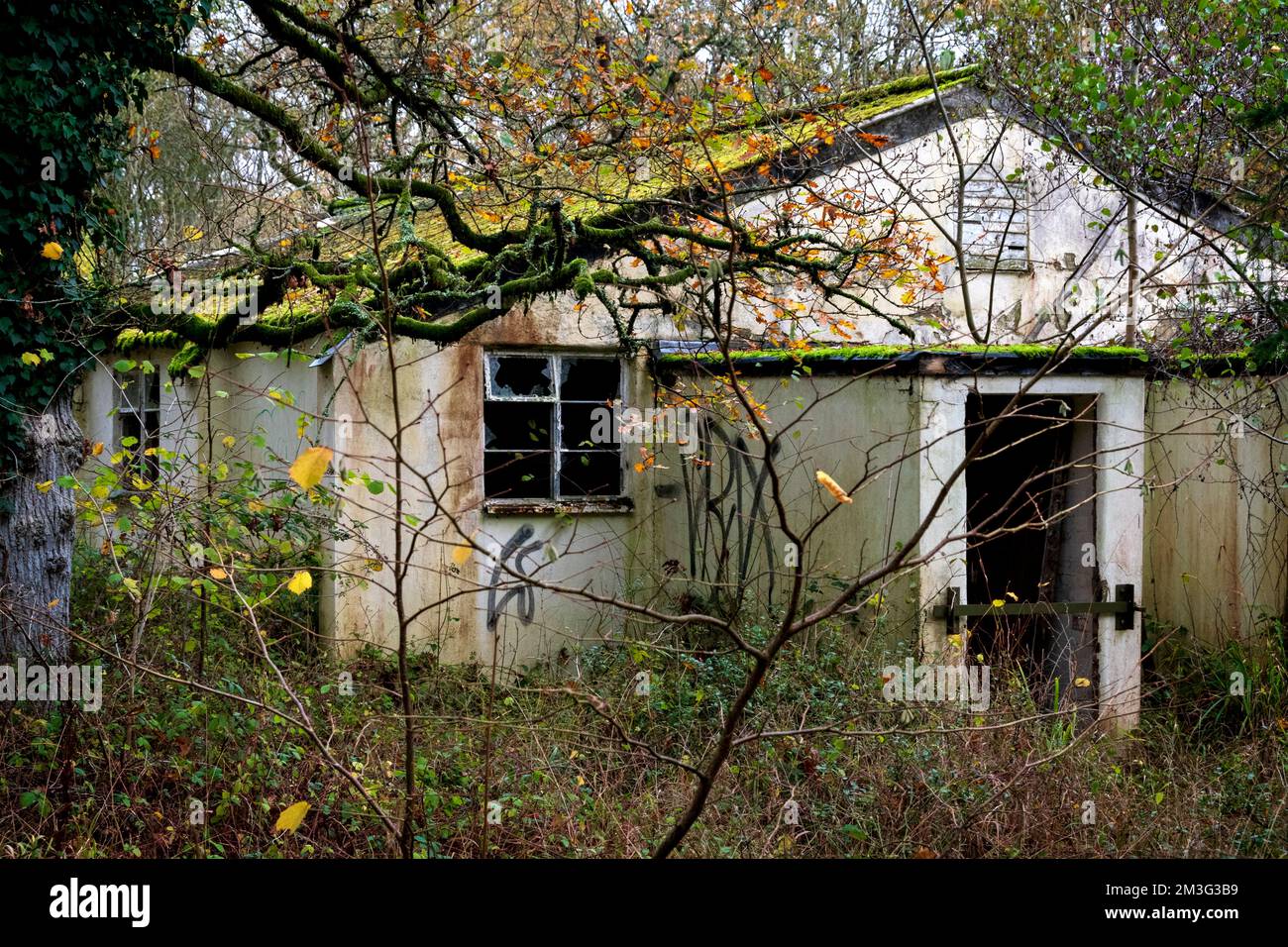 Une ancienne cabane de Nissen abandonnée des années de guerre, maintenant entourée de bois Banque D'Images