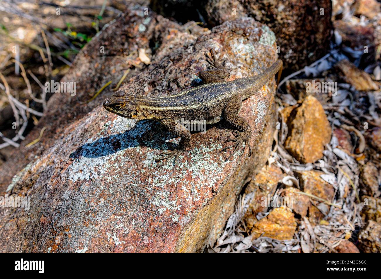 Parc national d'Andohahela, Madagascar, Océan Indien Banque D'Images