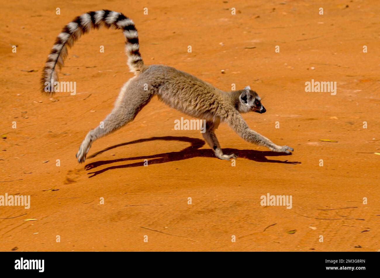 Lemur (Lemur catta), réserve privée Berenty, sud de Madagascar Banque D'Images