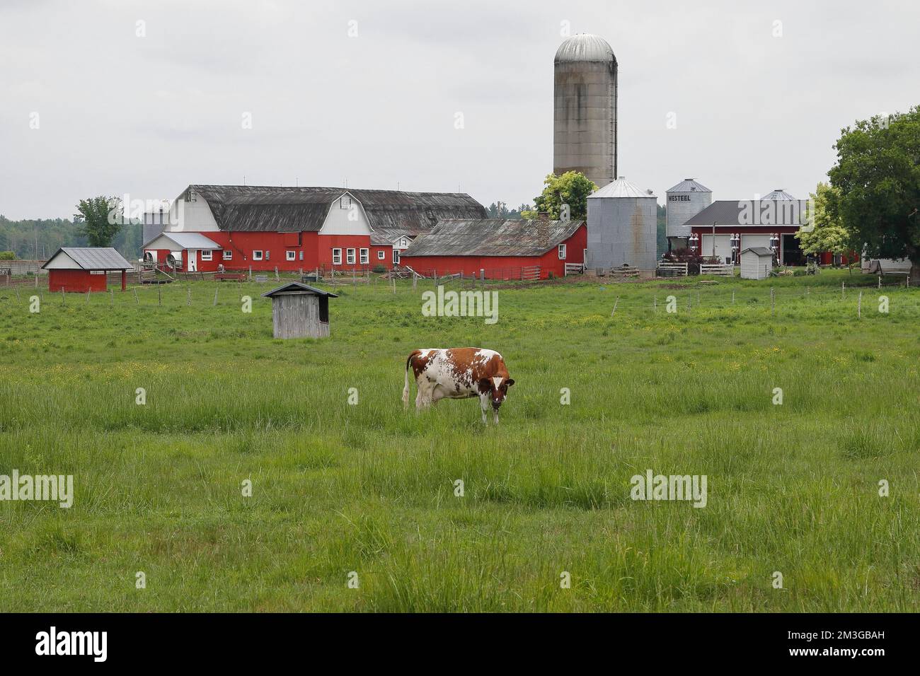 Ferme bovine, province de Québec, Canada Banque D'Images