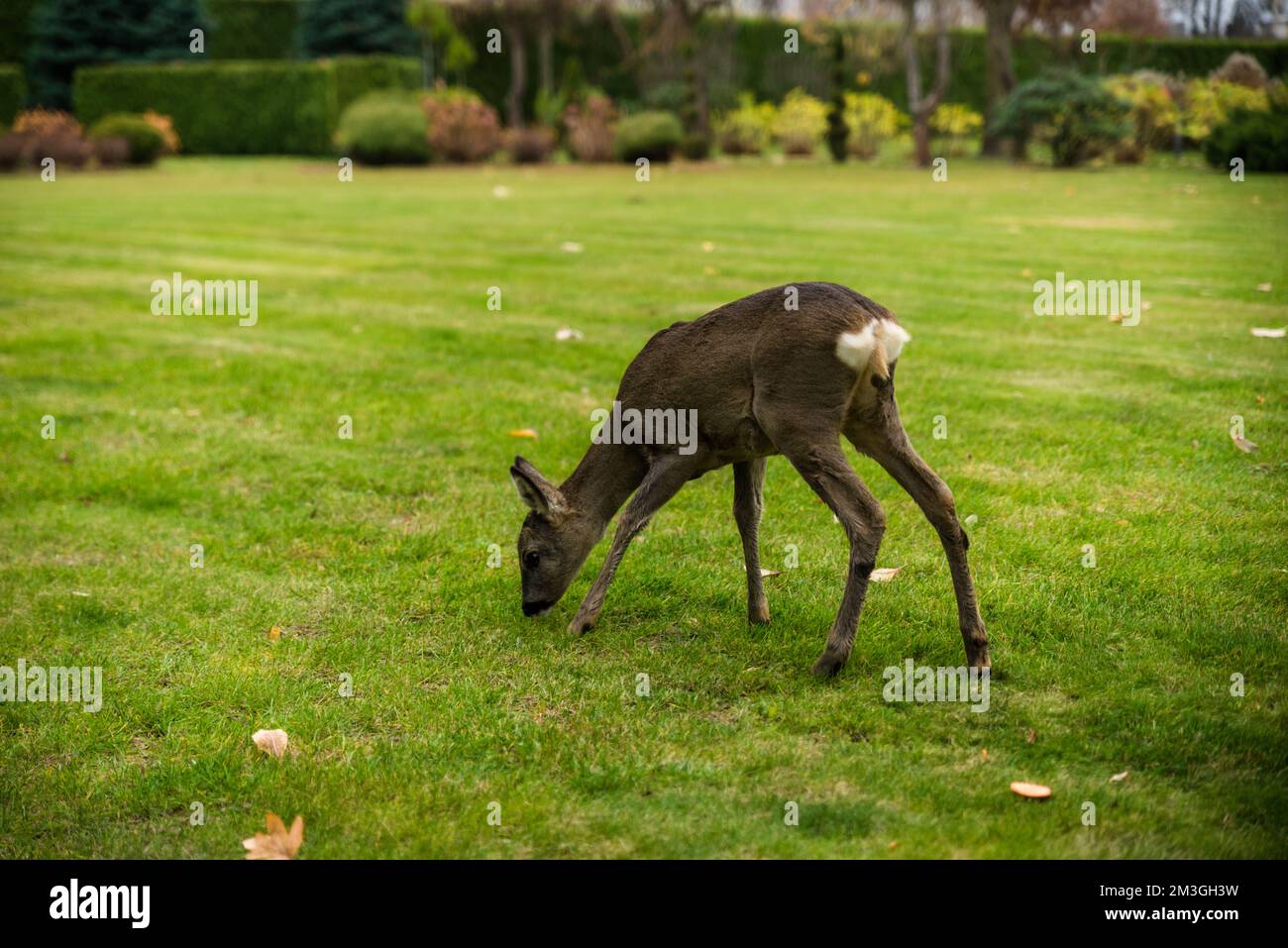 Magnifique Deer Fawn debout sur la prairie avec des fleurs au printemps. Ukraine Banque D'Images