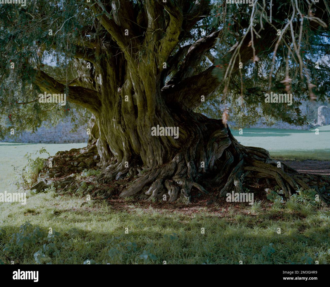 Le gagnant de UK Tree of the Year 2022 est un yew qui perche sur les ruines de l'abbaye de Waverley, à Farnham, Surrey, Royaume-Uni. Banque D'Images