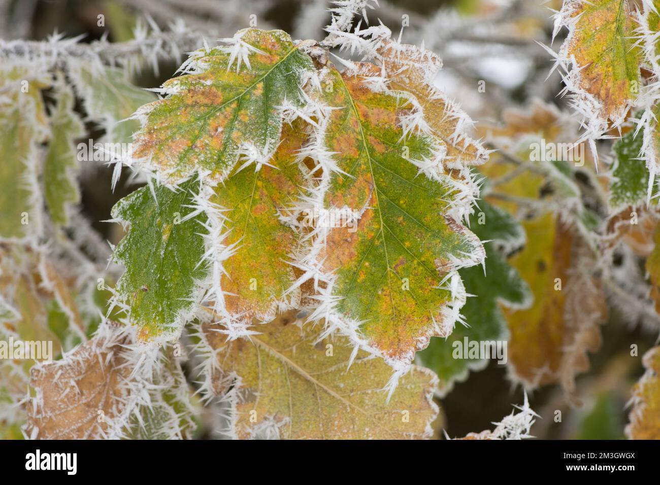 Chêne Pedunculate, chêne anglais, Quercus robur, givre sur les feuilles d'automne colorées, bords dépolis, jaune vert doré, Sussex, Royaume-Uni, Décembre Banque D'Images