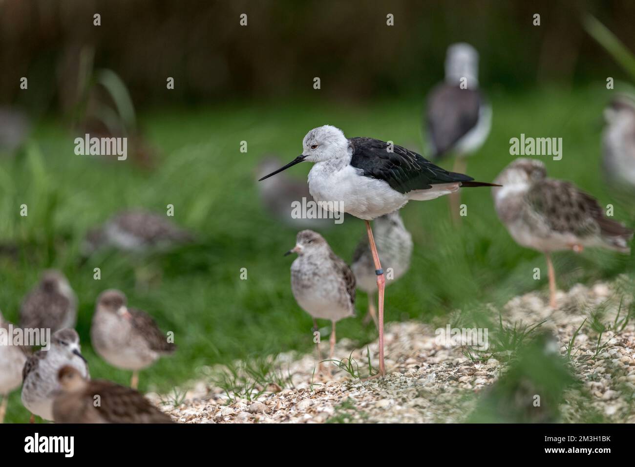 Stilt ailé noir; Himantopus himantopus; debout sur une jambe; Royaume-Uni Banque D'Images