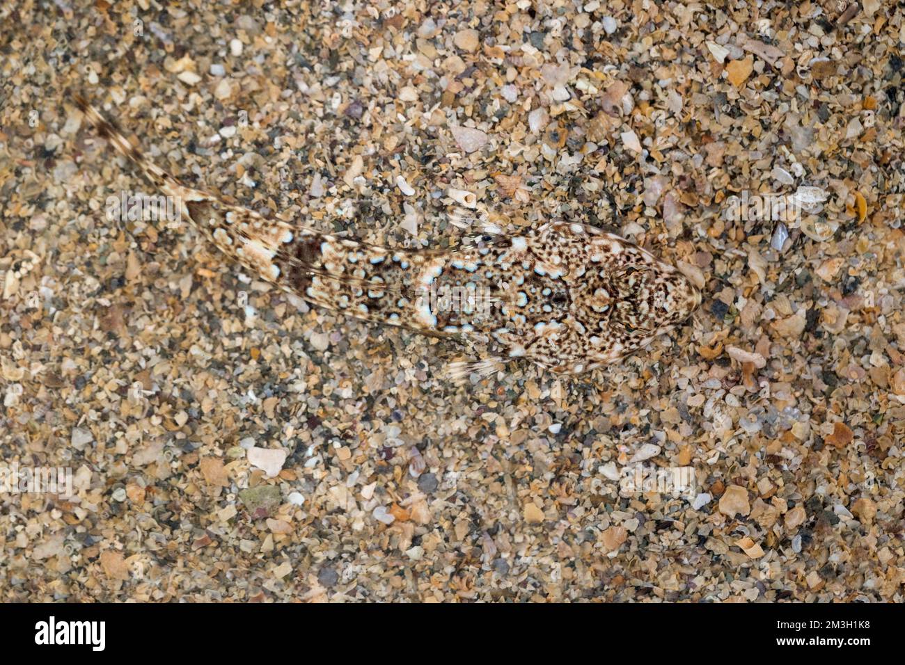 Common Dragonet ; Callionymus lyra ; Royaume-Uni Banque D'Images