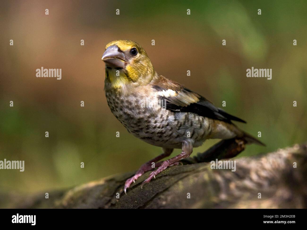 Appelvink Coccothraustes coccothraustes Hawfinch,, Banque D'Images