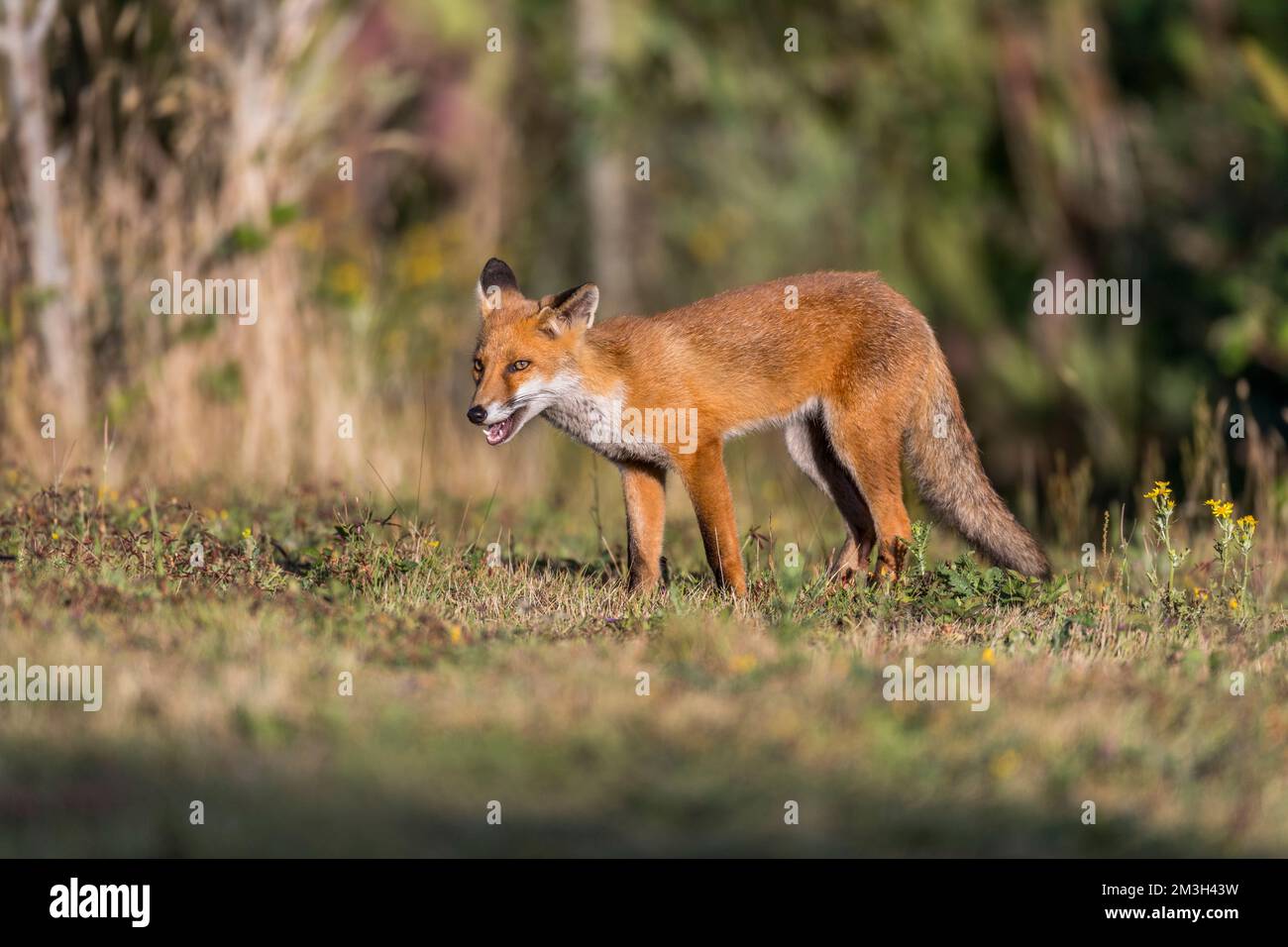 Fox Vulpes vulpes ; Royaume-Uni ; Banque D'Images