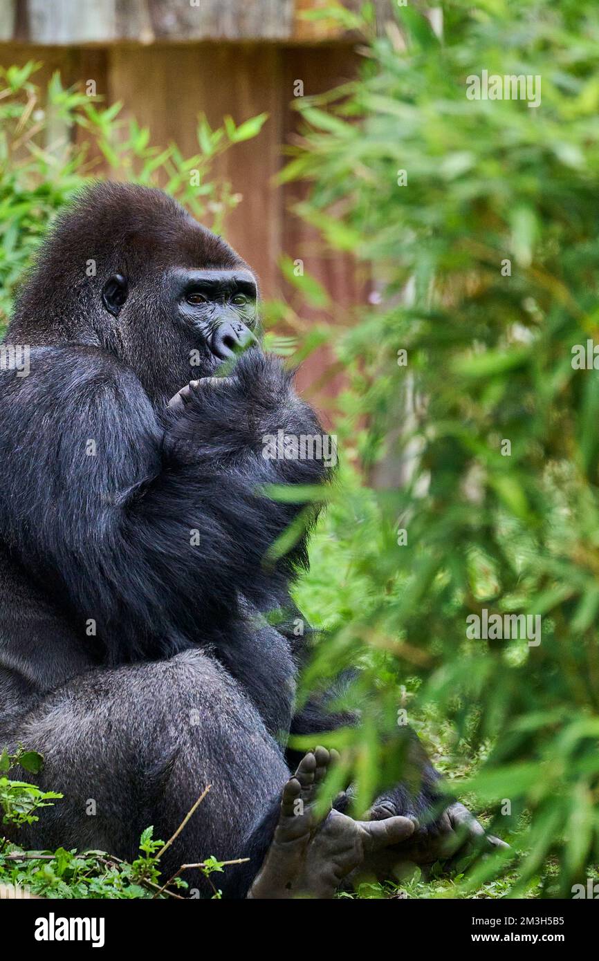 Muenster, Allemagne - 07 30 2022: western Lowland gorilla Silver assis dans son enceinte dans le zoo de Muenster, Allemagne Banque D'Images