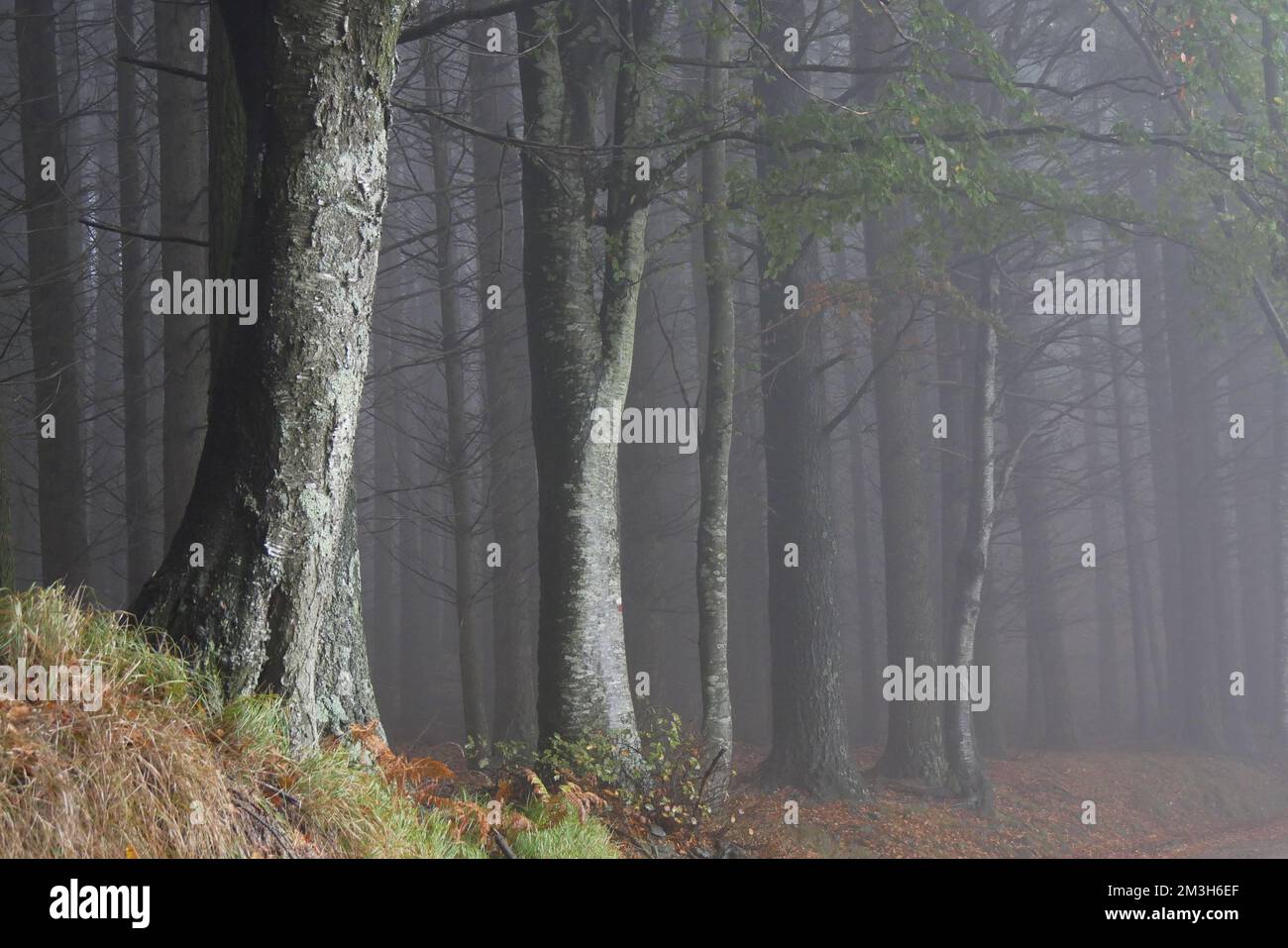 automne dans les montagnes toscanes apennine avec brouillard et feuillage Banque D'Images