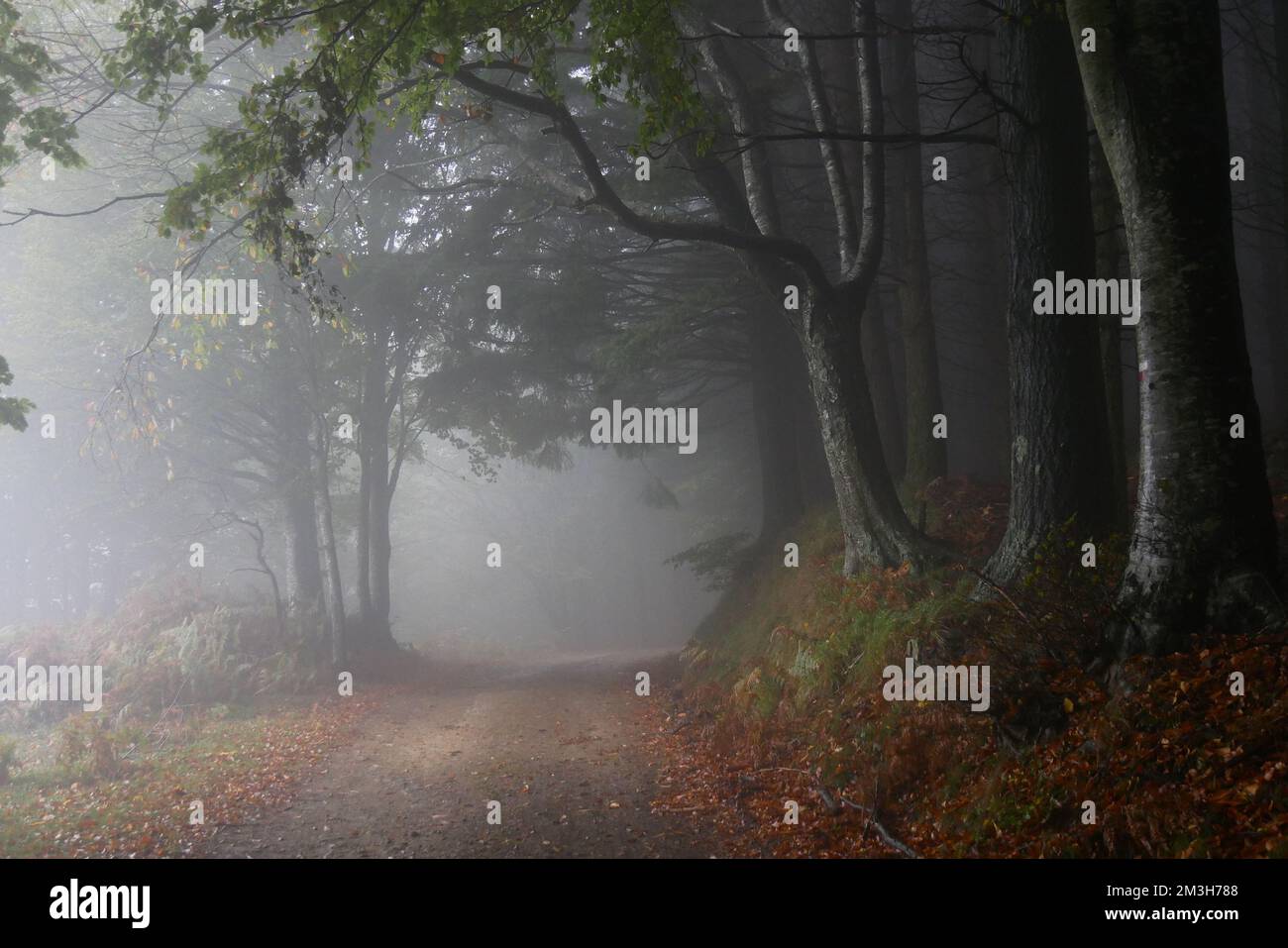 bois d'automne dans les montagnes toscanes apennine avec brouillard et feuillage Banque D'Images