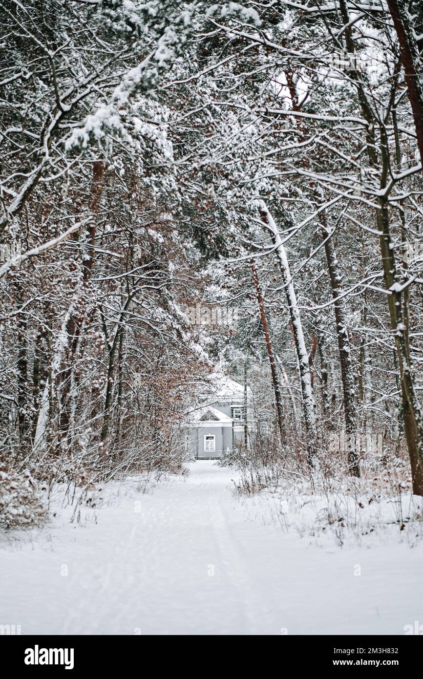Hivers Tale, vacances de Noël. Un chalet dans une belle forêt de pins. Maison d'hiver dans la forêt de neige paysage panoramique Banque D'Images