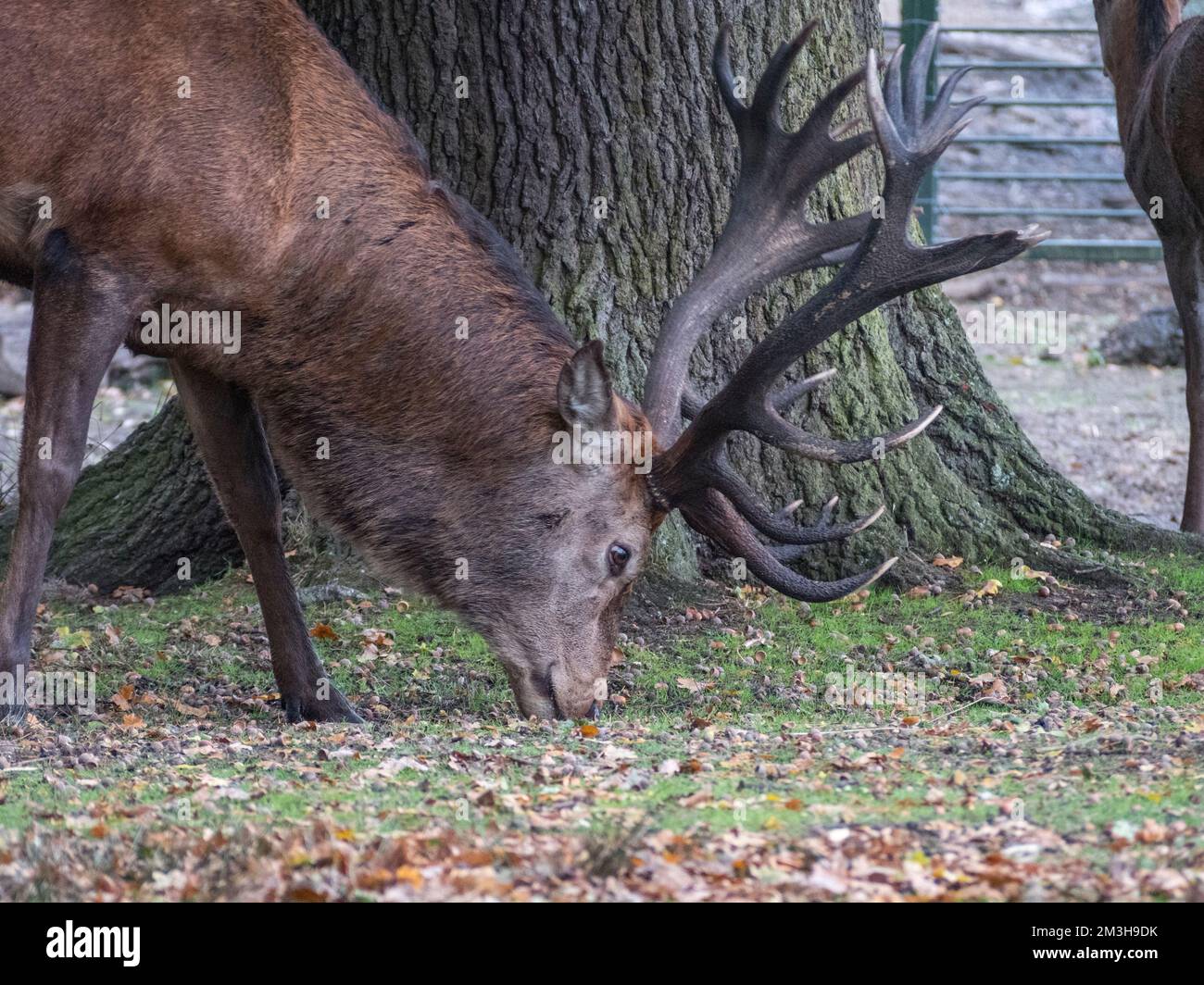 Gros plan d'un cerf rouge se nourrissant au bord des étangs de Pen, Richmond Park, Royaume-Uni. Banque D'Images