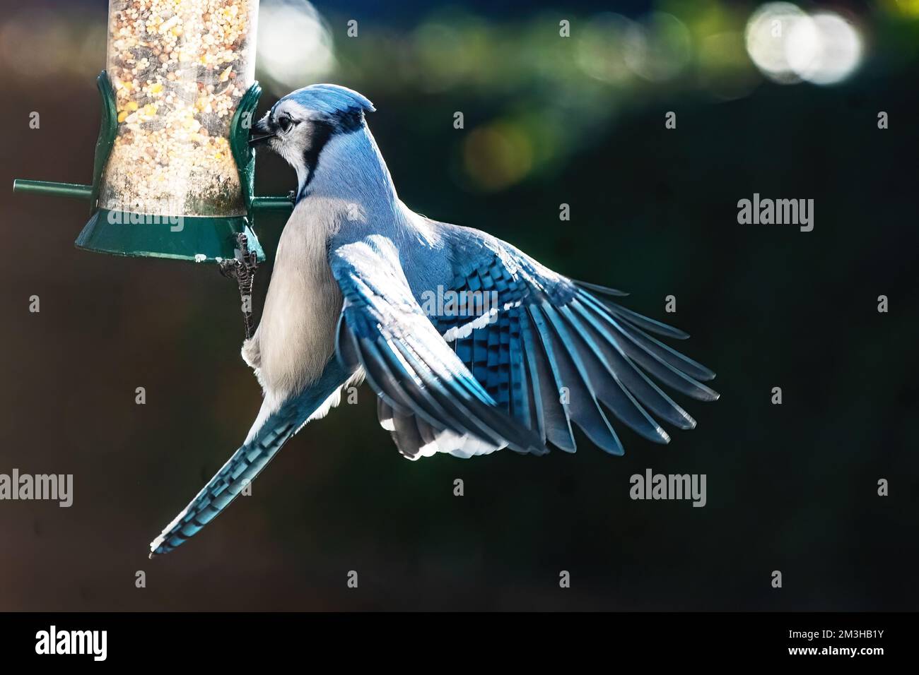 geai bleu au mangeoire à oiseaux Banque D'Images