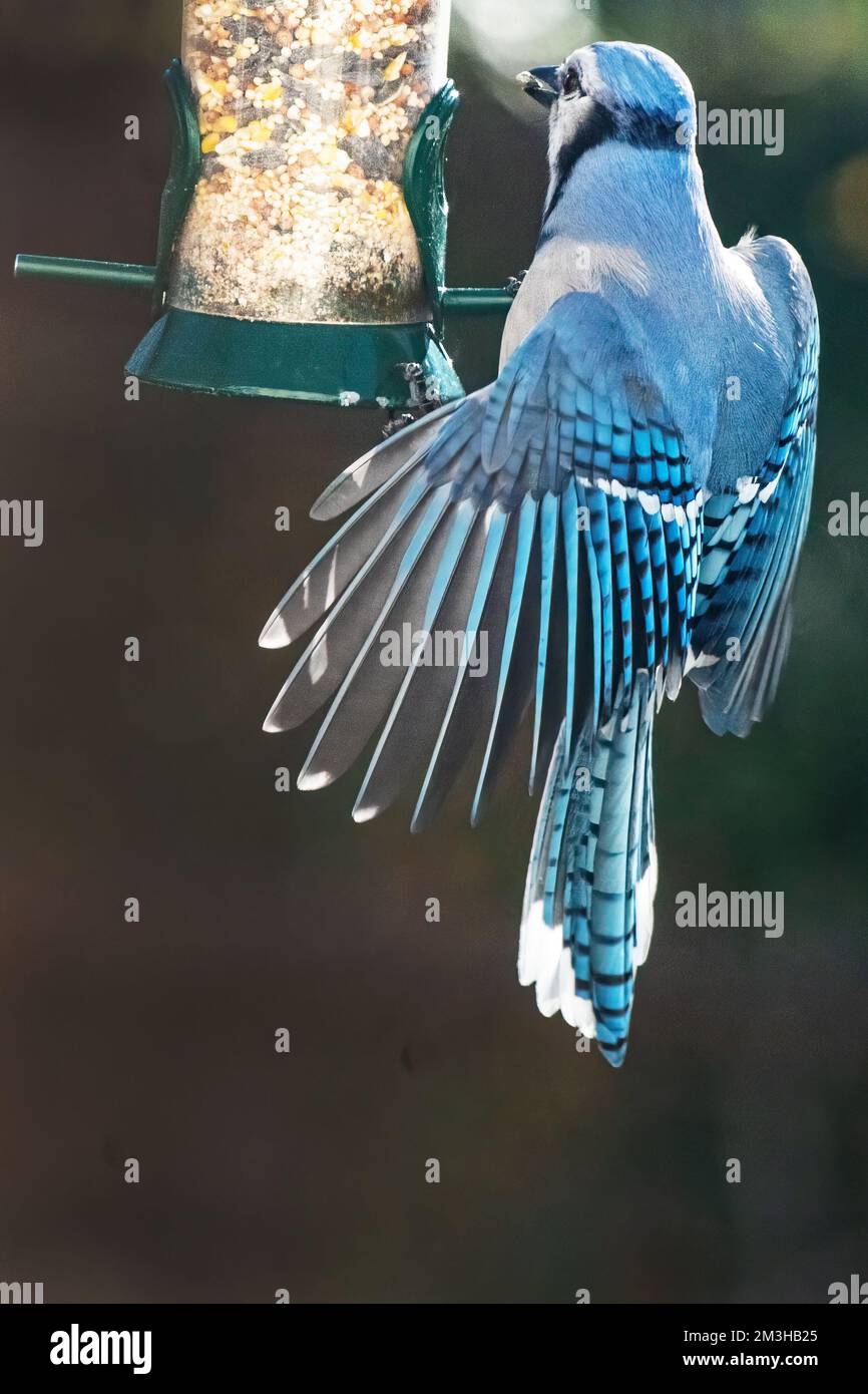 geai bleu au mangeoire à oiseaux Banque D'Images