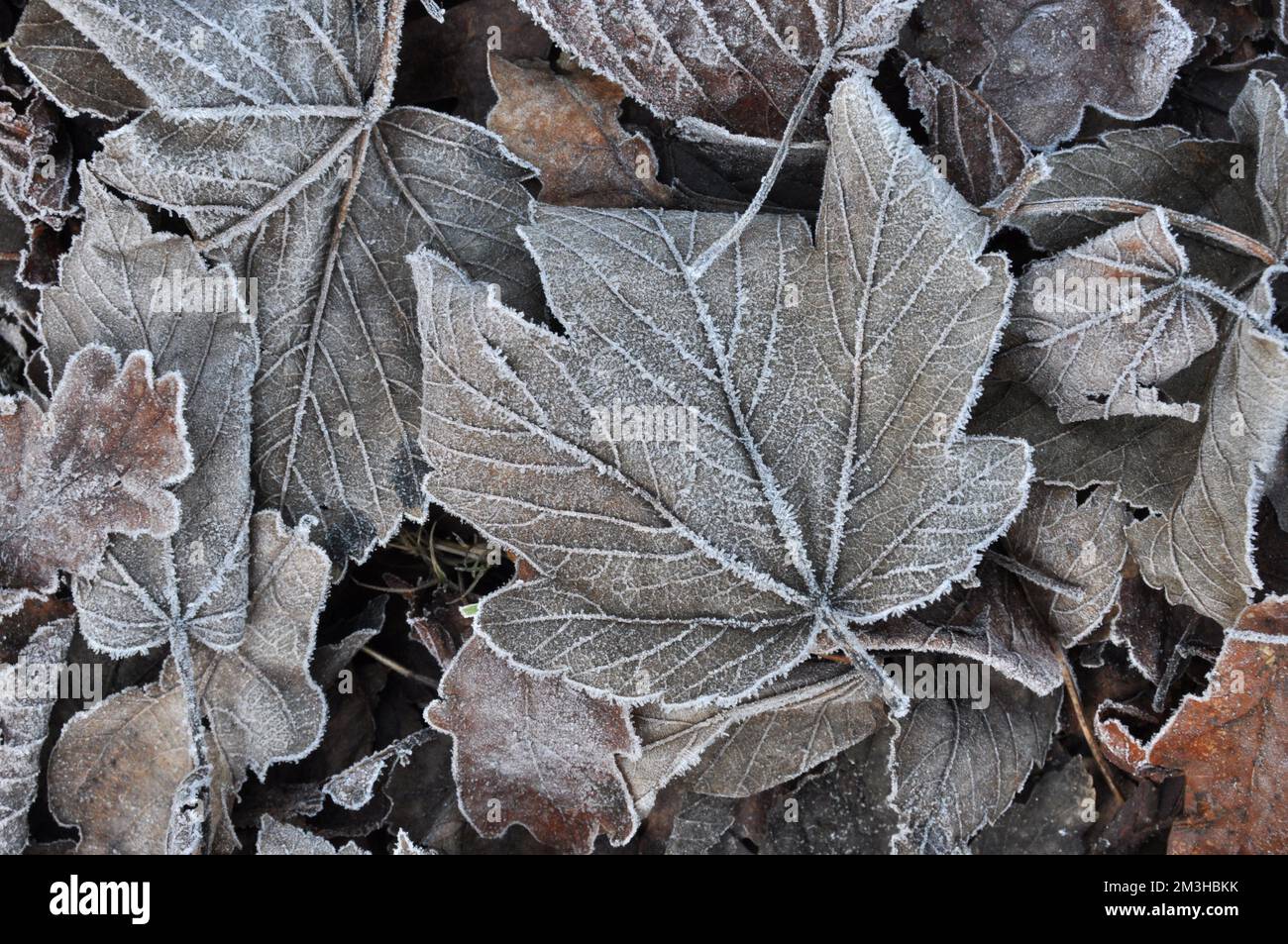 Frosty feuilles en hiver Banque D'Images