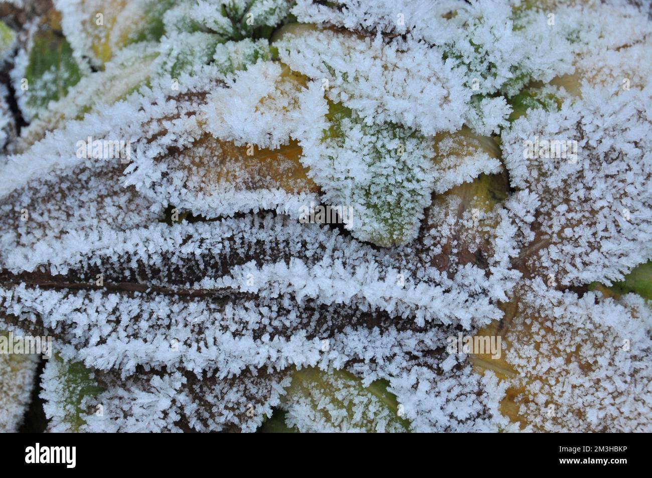 Frosty feuilles en hiver Banque D'Images
