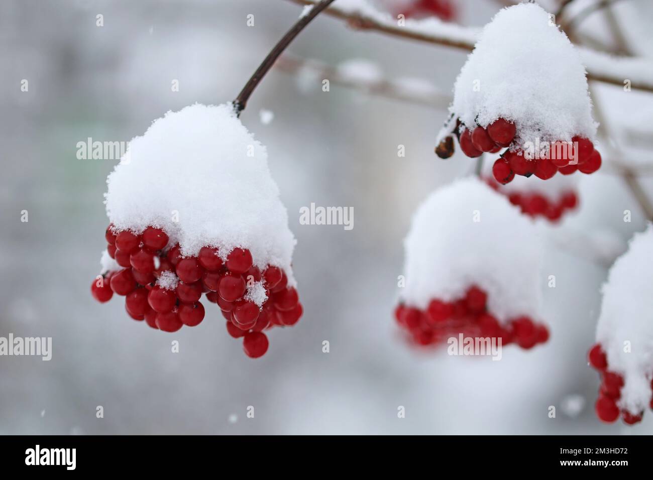 Baies de viburnum rouges sur une brousse couverte de neige Banque D'Images