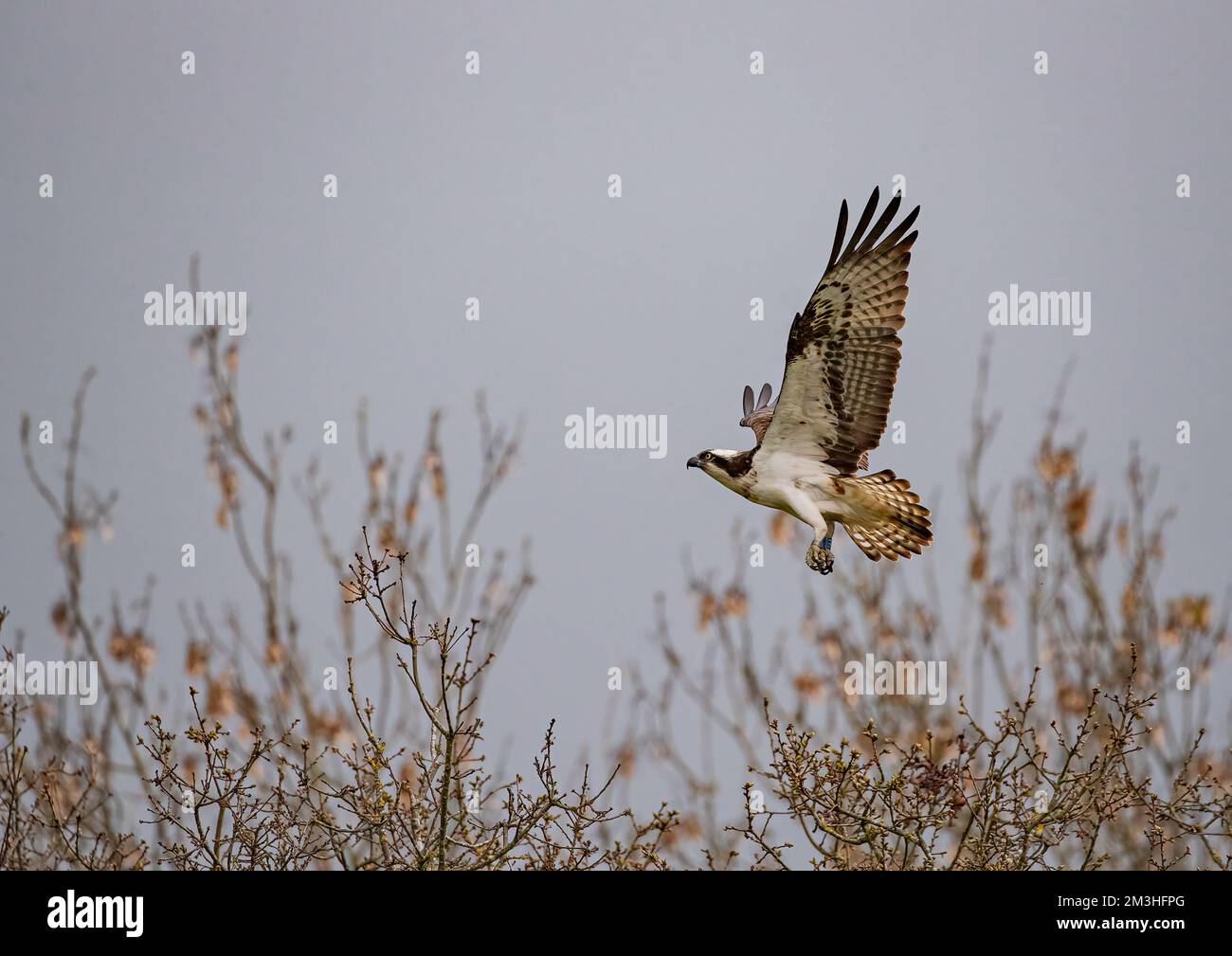 Un cliché d'action d'un Osprey (Pandion haliatus) en vol , des ailes surgravées montrant des détails de plumes . Rutland, Royaume-Uni Banque D'Images