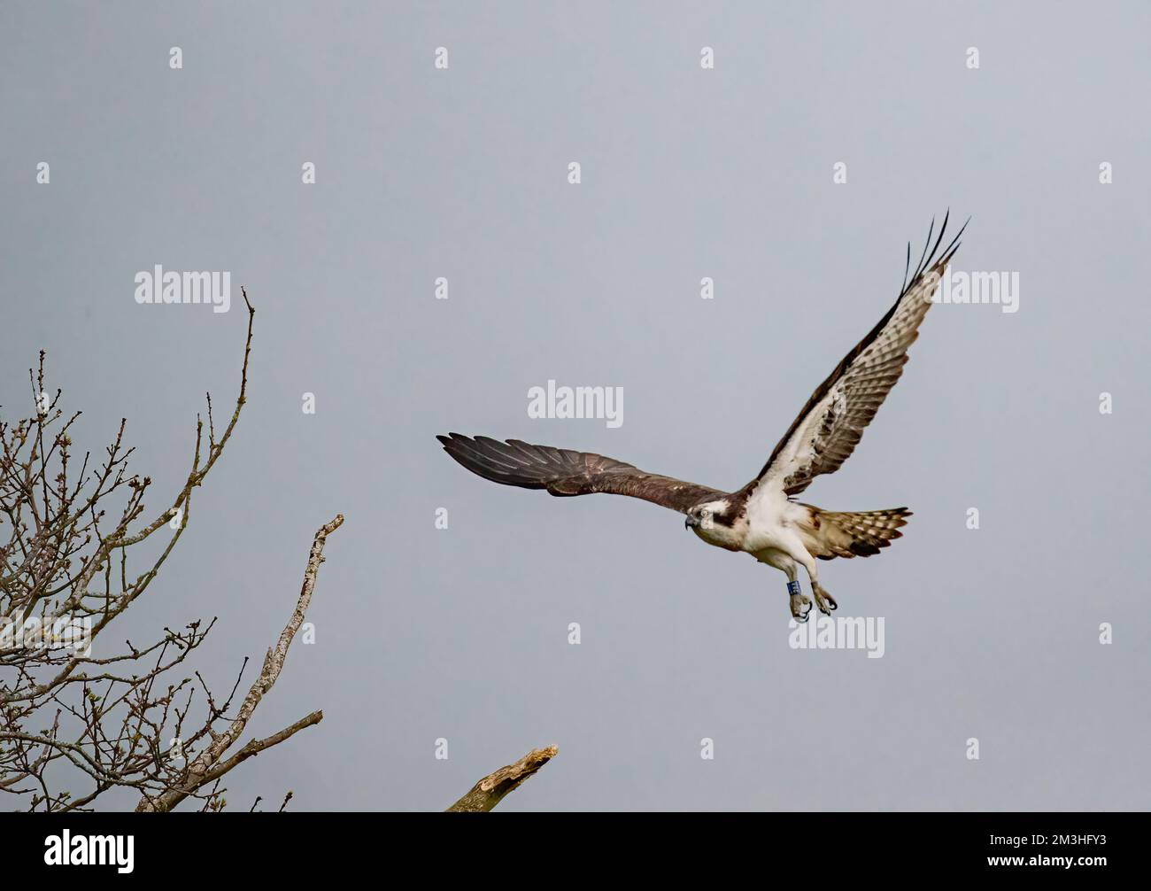 Un coup de feu d'un Osprey (Pandion haliatus) en vol , des ailes dépassent les jambes et des talons étendus . Rutland, Royaume-Uni Banque D'Images