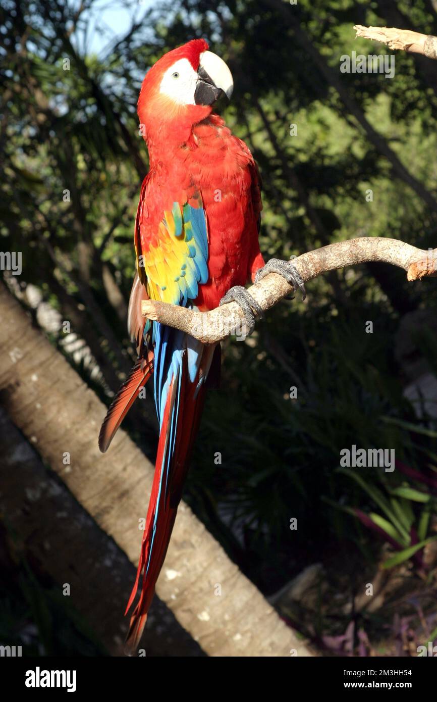Non exclusif: Un macaw est vu repose sur le tronc d'arbre / Groupe Eyepix Banque D'Images