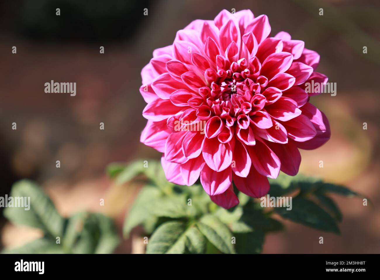 fleur de dahlia rose avec arrière-plan flou Banque D'Images