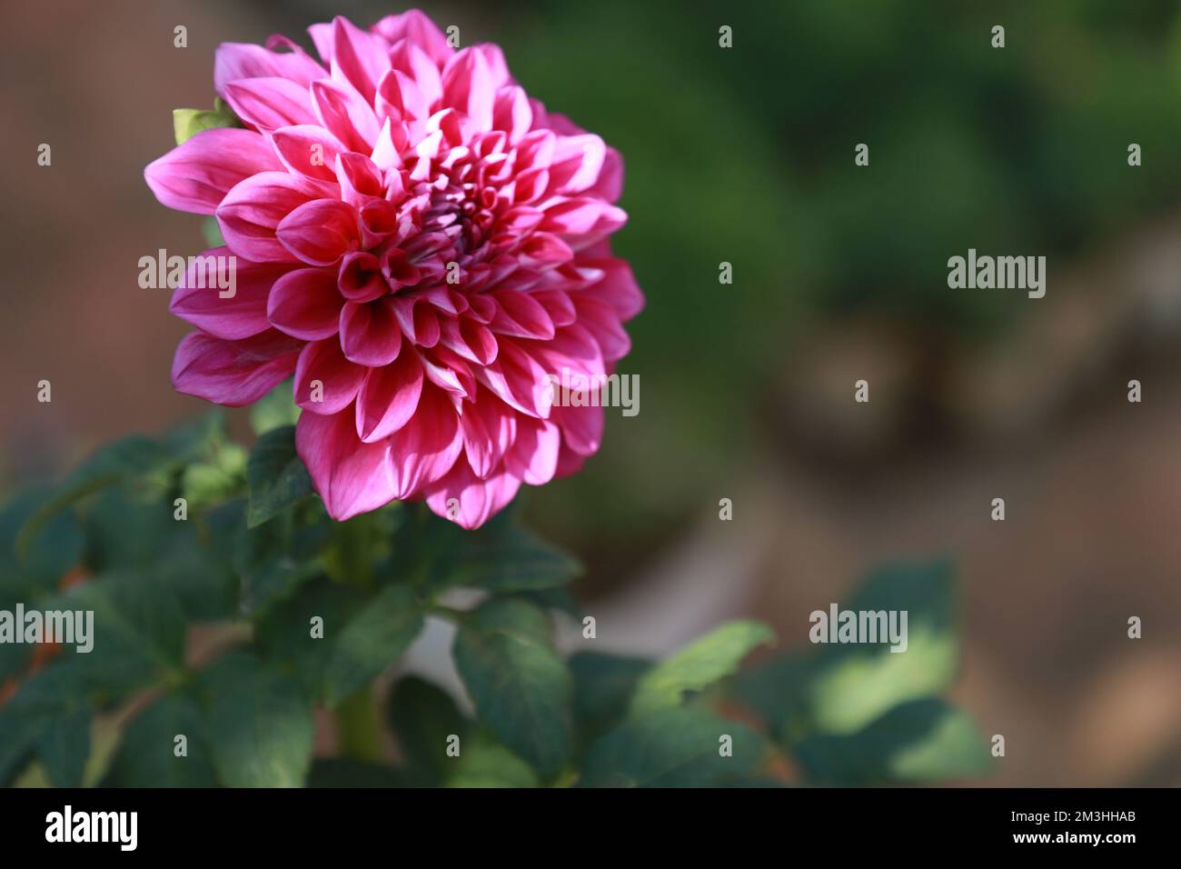 fleur de dahlia rose isolée avec un arrière-plan flou. Banque D'Images