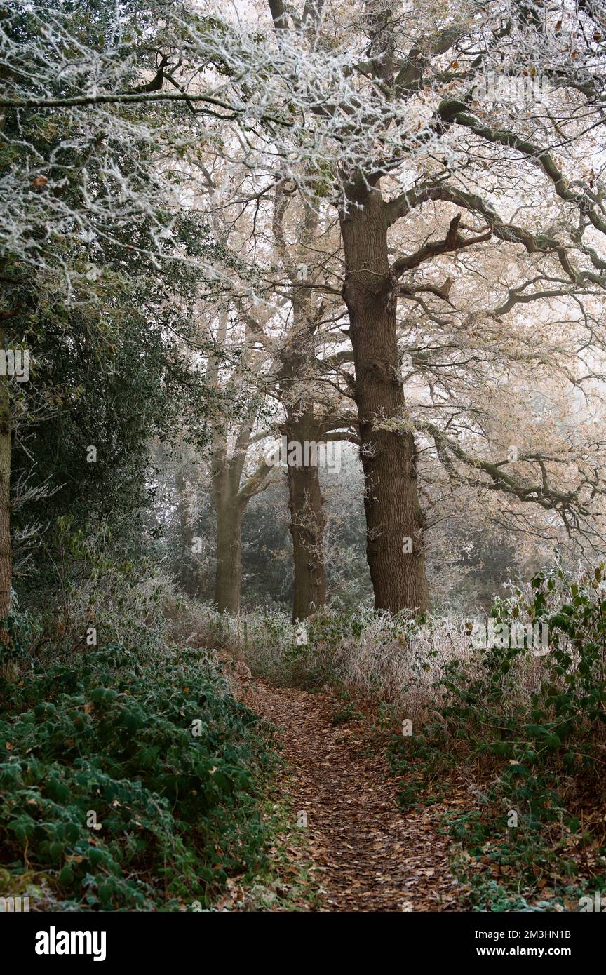 Un sentier de campagne : piste forestière sur un froid froid glacial jour d'hiver. Feuilles dorées rouges et brunes au sol sous des branches recouvertes de neige ou de givre. A Banque D'Images