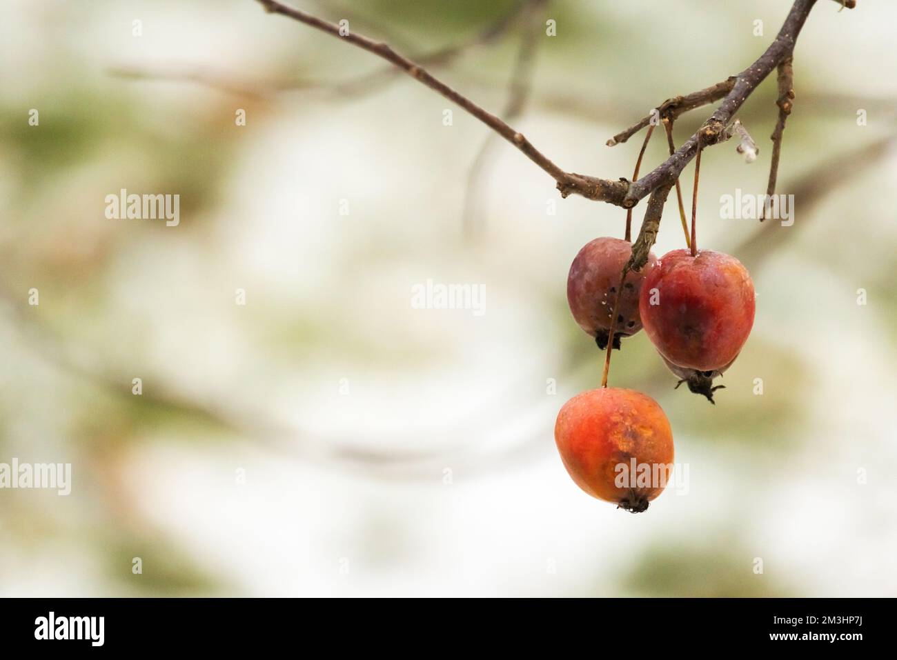 Petites pommes congelées accrochées aux branches, photo en gros plan avec mise au point sélective, photo naturelle abstraite d'hiver Banque D'Images