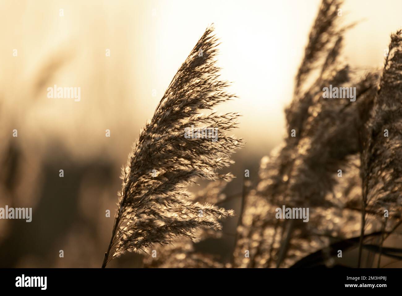 Roseau côtière sèche sur un arrière-plan flou lors d'une journée d'hiver ensoleillée, vue rapprochée avec mise au point sélective douce. Photo naturelle abstraite Banque D'Images