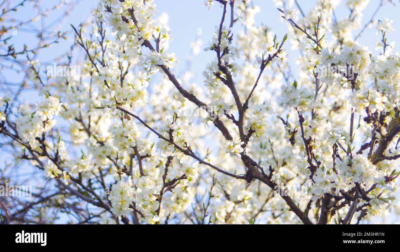 Refocalisation des branches fraîches de printemps de pommier avec des fleurs, floral naturel saison de pâques fond. Ciel bleu. Beau pommier en fleur. Copie s Banque D'Images