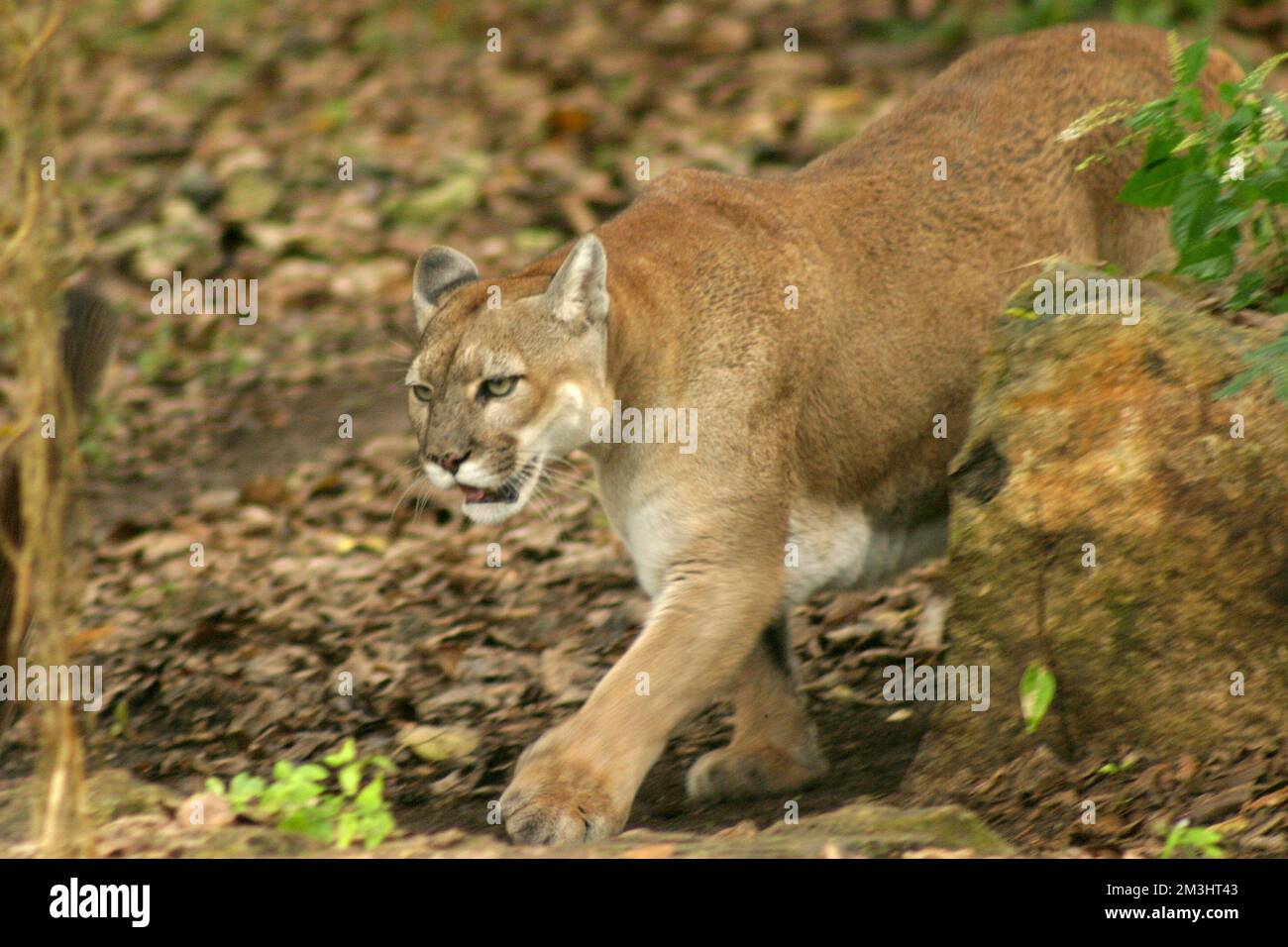 Un Cougar est vu en captivité dans un zoo de Xcaret pour conserver l'espèce/Groupe Eyepix (Credit image: © Francisco Morales/eyepix via ZUMA Press Wire) Credit: ZUMA Press, Inc./Alamy Live News Banque D'Images