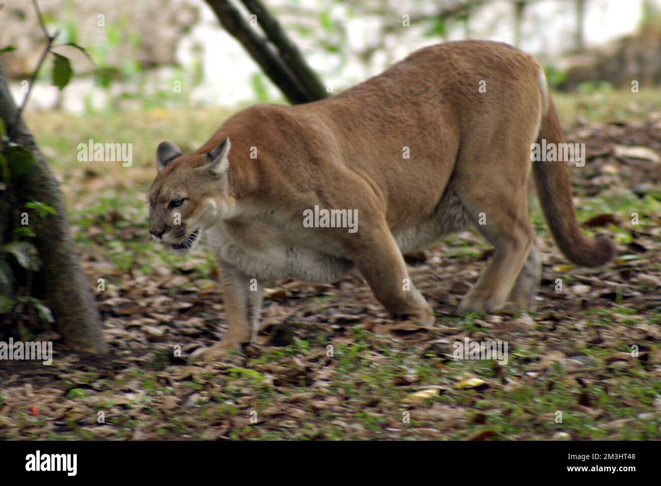 Un Cougar est vu en captivité dans un zoo de Xcaret pour conserver l'espèce/Groupe Eyepix (Credit image: © Francisco Morales/eyepix via ZUMA Press Wire) Credit: ZUMA Press, Inc./Alamy Live News Banque D'Images