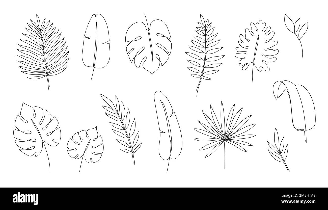 Ensemble de feuilles de palmier à contour tropique. Une ligne continue de feuilles d'arbre tropique d'art. Elément floral monstère de trait modifiable, feuillage de jungle. Illustration vectorielle isolée Illustration de Vecteur