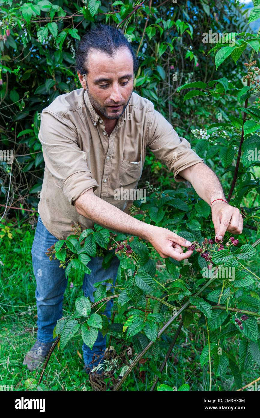 Cueillette à la main de mûres mûres mûres (Rubus fruticosus) à Gachantiva, en Colombie Banque D'Images