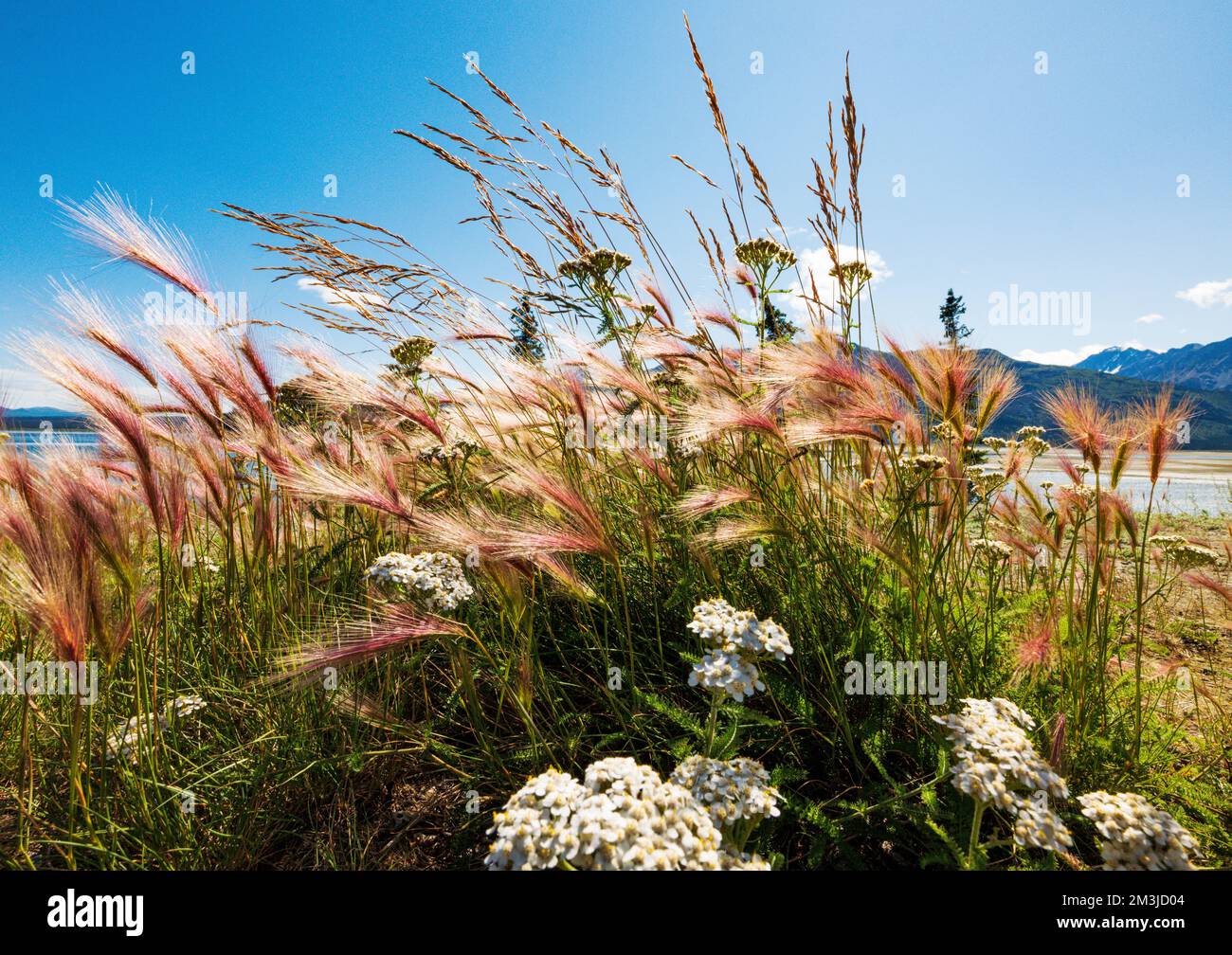 Les graminées sauvages poussent le long du lac Kluane; du parc national Kluane; des monts Saint Elias; de la route de l'Alaska; du territoire du Yukon; Canada Banque D'Images