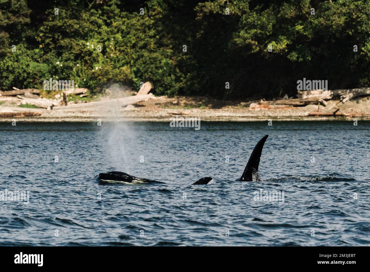 Le Killer Whales T037A2 et T037A3 de Bigg font face ensemble Banque D'Images
