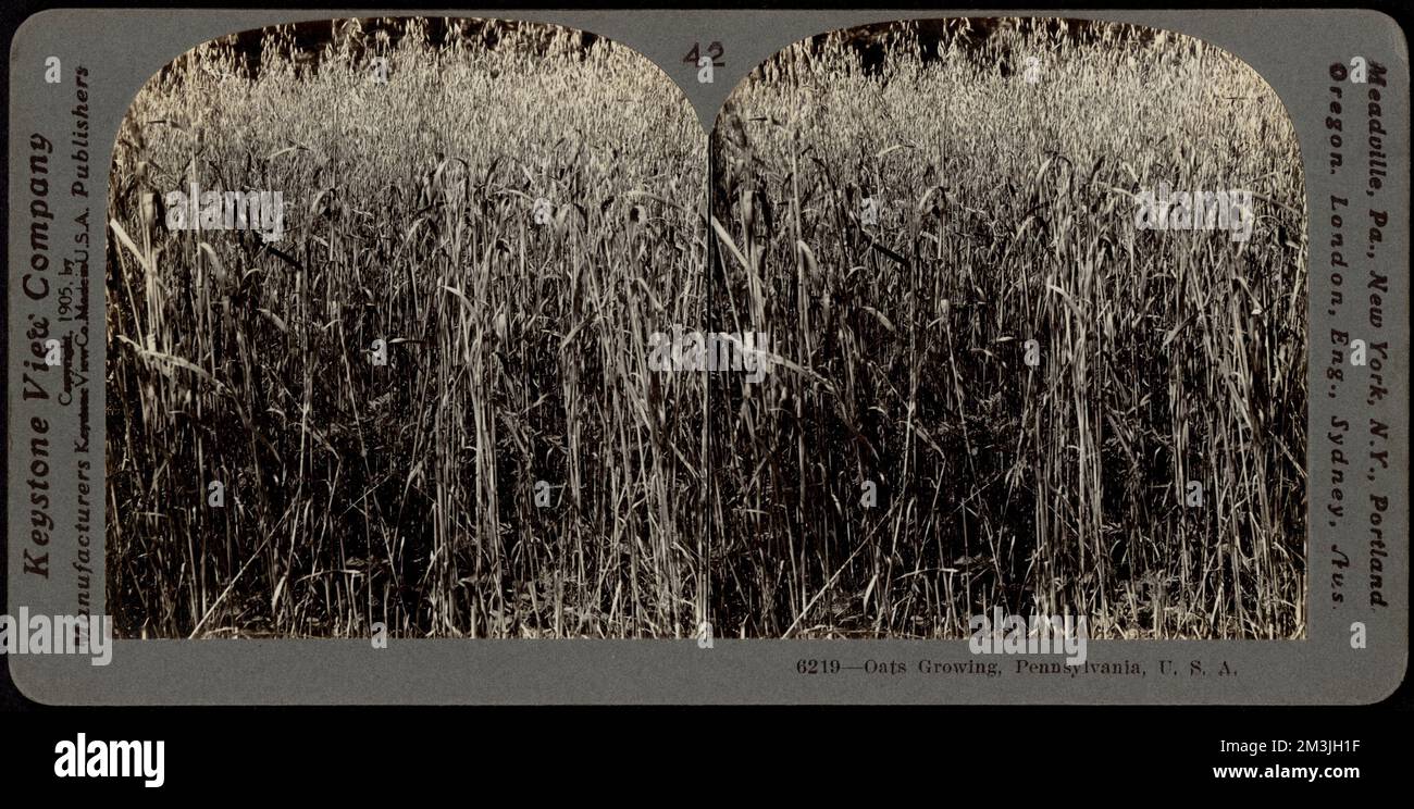 Avoine en croissance, Pennsylvanie , Oats, Agriculture Banque D'Images