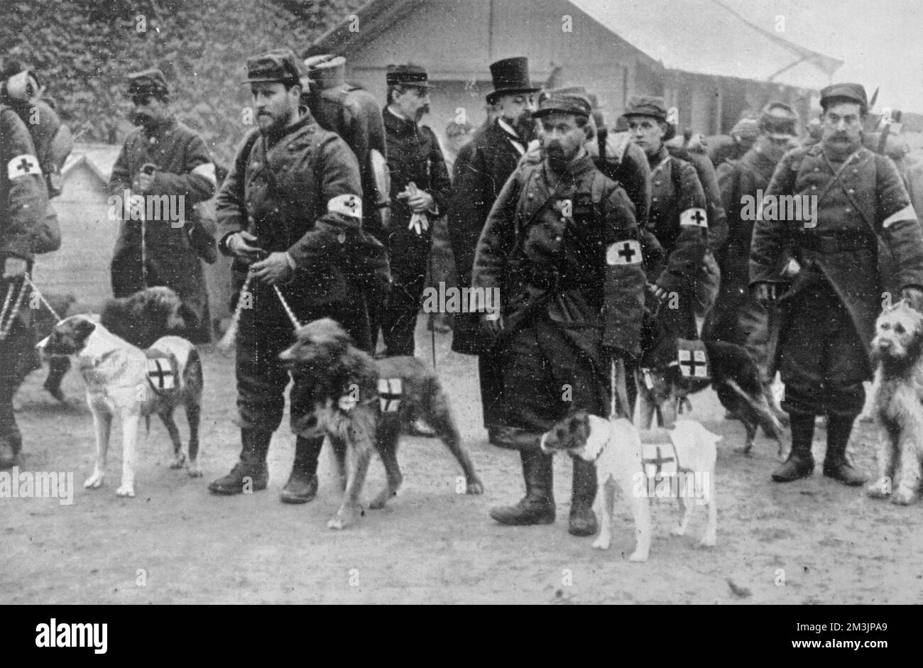Les chiens de la Croix-Rouge partent pour le front avec des soldats de l'armée française. Date: 1915 Banque D'Images