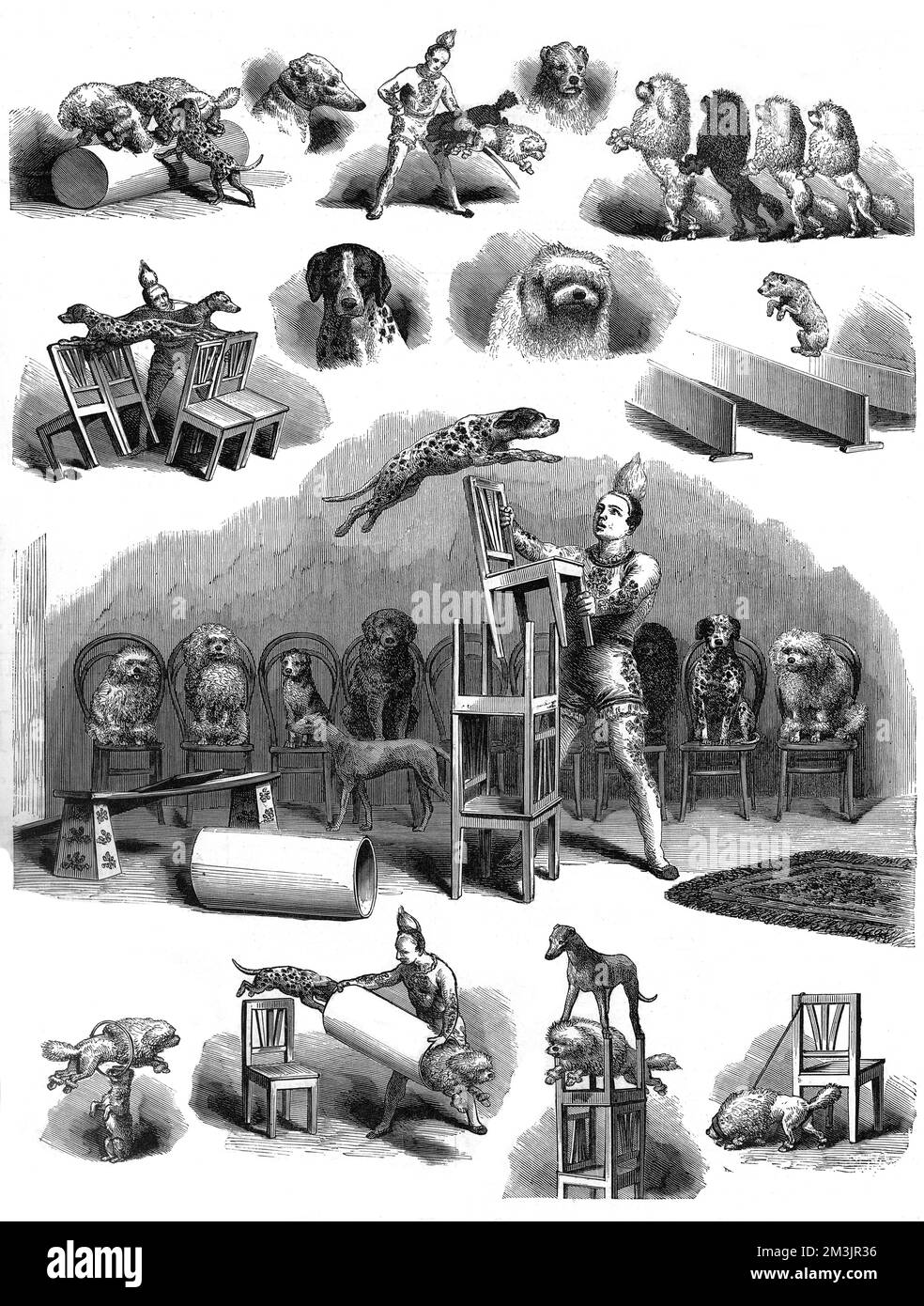 Chiens de spectacle à l'aquarium de Westminster effectuant plusieurs tours. 1877 Banque D'Images