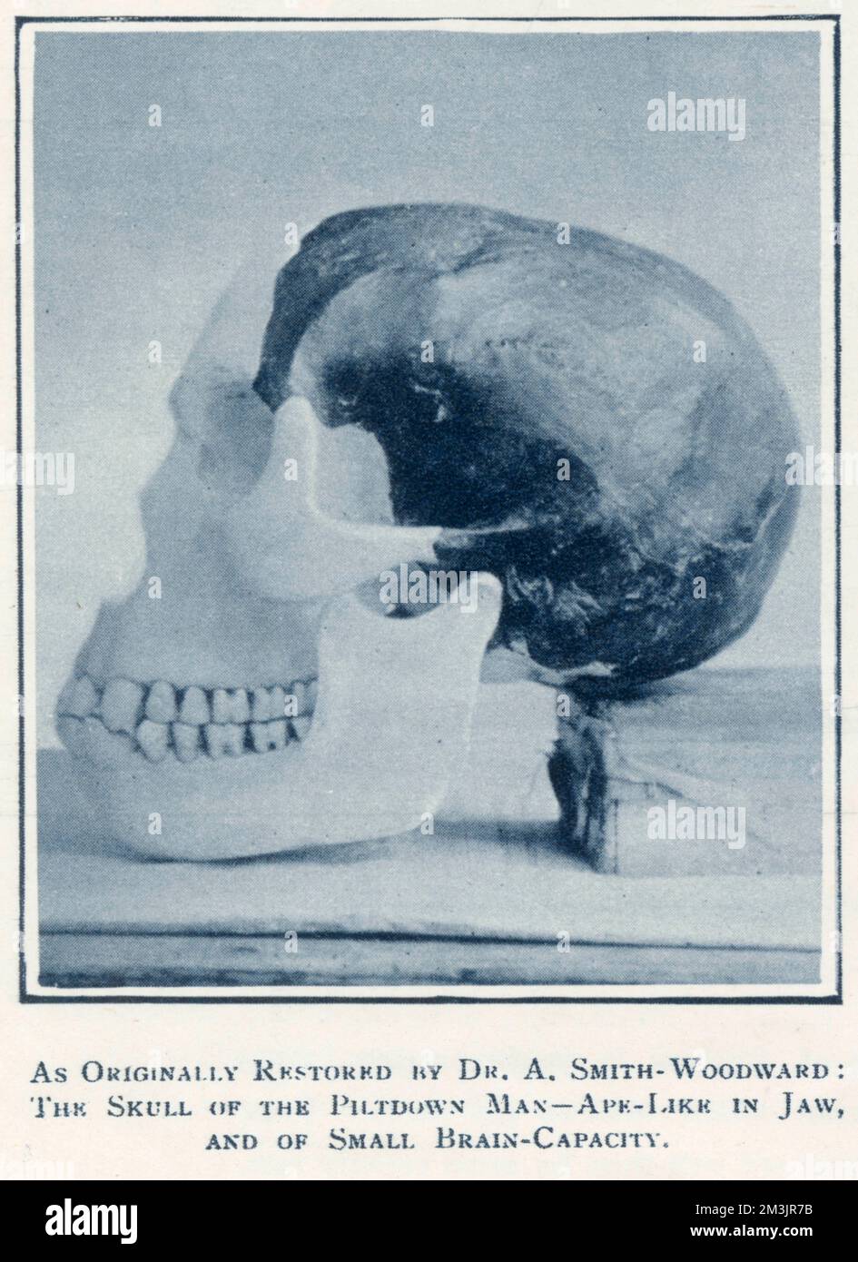Piltdown Skull Banque D'Images