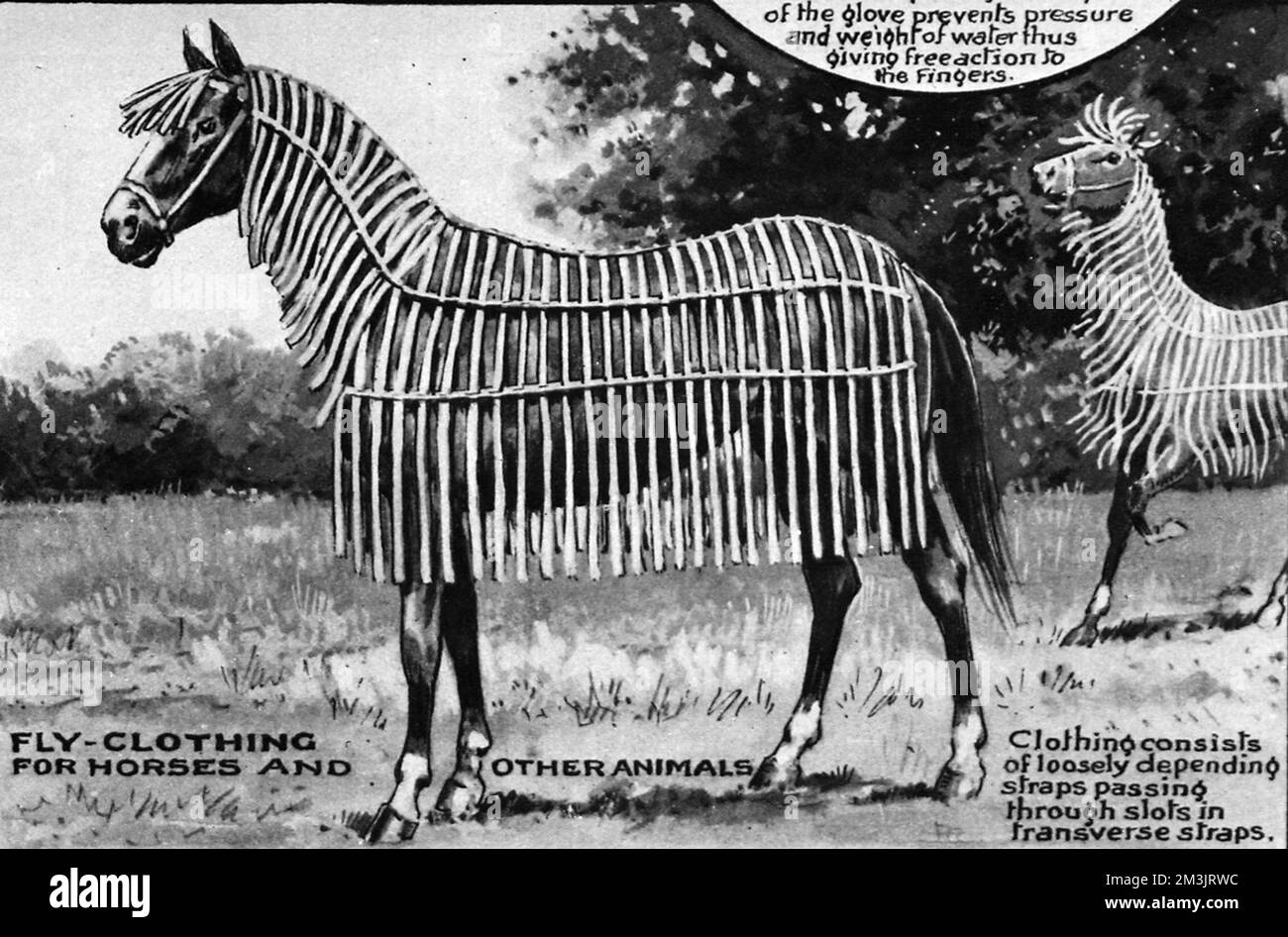 Des « vêtements » de protection pour chevaux et autres animaux afin des empêcher d'être dérangés par les mouches et autres insectes. 1921 Banque D'Images