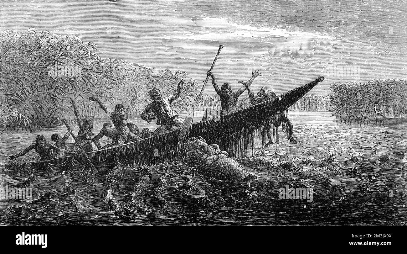 Hippopotame femelle attaquant un grand canoë, Afrique du Sud. Apparemment, l'hippopotame avait été volé de sa progéniture et a décidé de castirer le canot en représailles. 1857 Banque D'Images