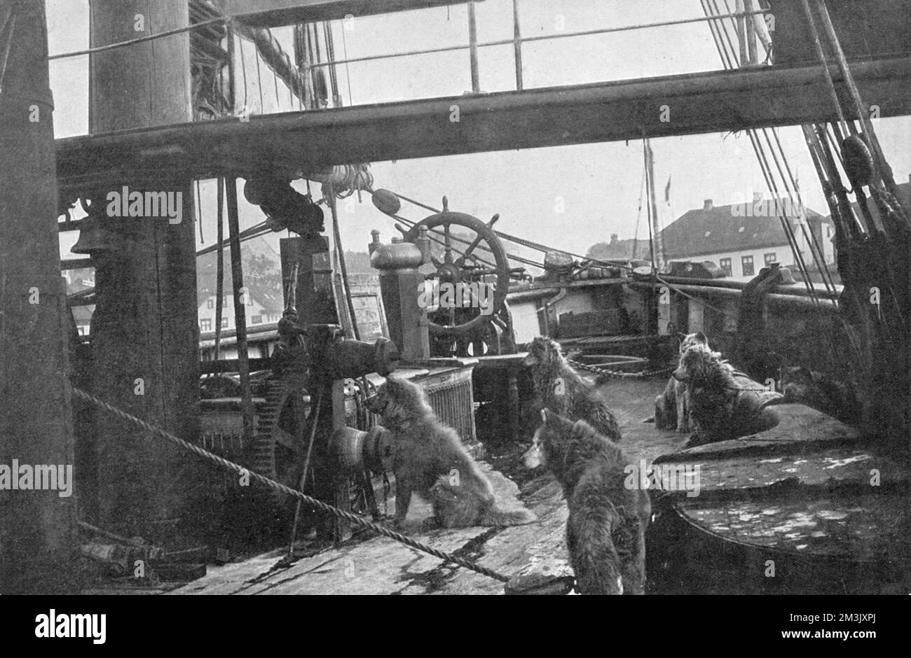 Chiens à bord de la poupe du 'Fram', le navire utilisé par Roald Amundsen dans son expédition antarctique de 1910-12. Au premier plan, on peut voir certains des membres canins de l'expédition; ils ont été utilisés pour tirer les traîneaux vers le pôle Sud et aussi comme provisions automotrices. Date: 1912 Banque D'Images