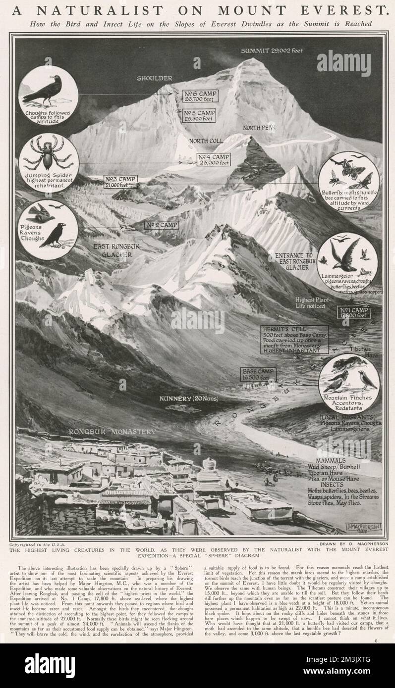 Illustration montrant le mont Everest et la faune y vu en 1924. L'habitation permanente la plus élevée était à 17 000 pieds; la vie végétale la plus élevée était d'environ 18 000 pieds; les araignées sauteuses étaient l'habitant permanent le plus élevé à 23 000 pieds; mais les creux ont volé jusqu'à 26 700 pieds après les grimpeurs. 1925 Banque D'Images
