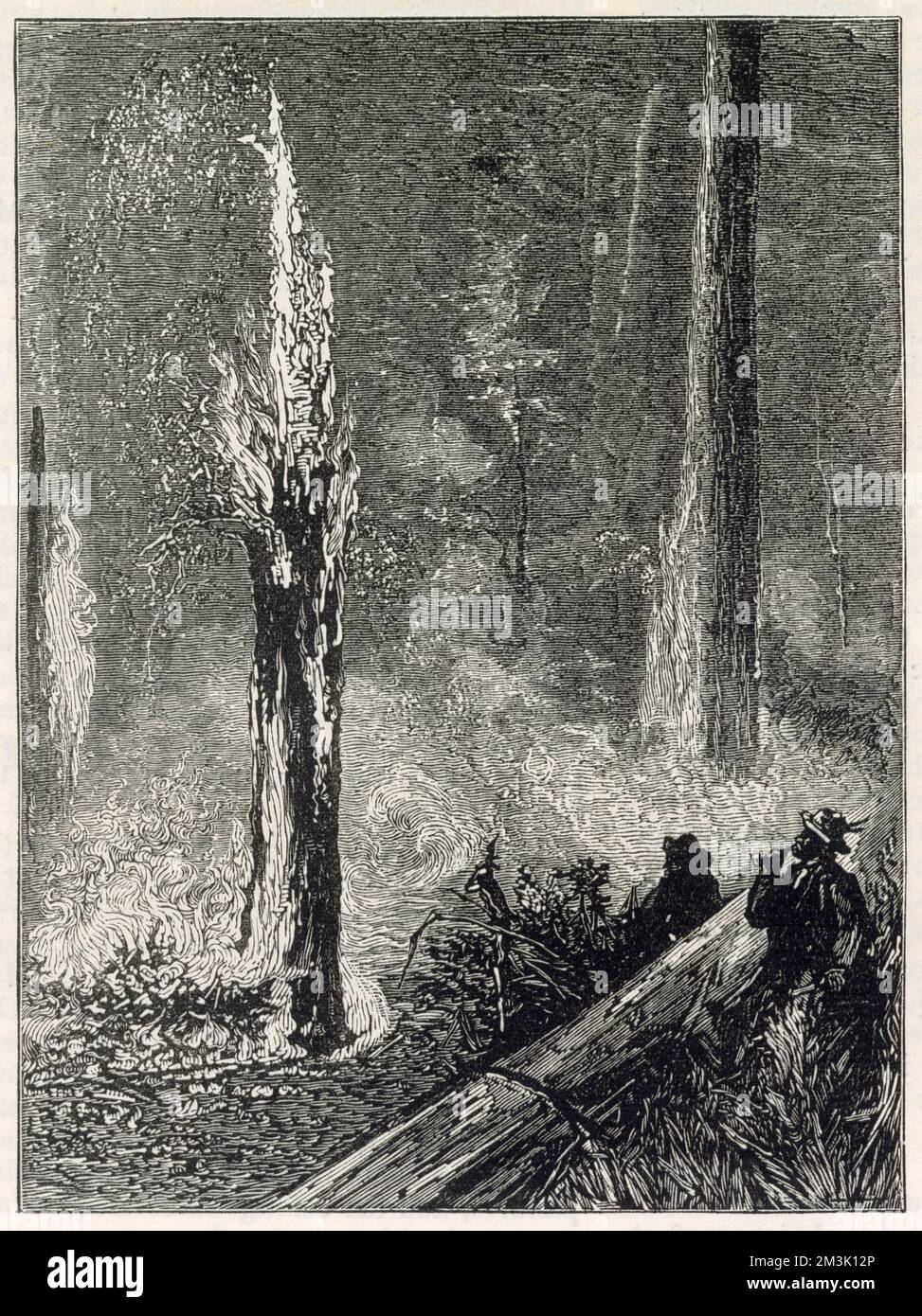 Brûler une clairière dans les bois, Californie 1884 Banque D'Images