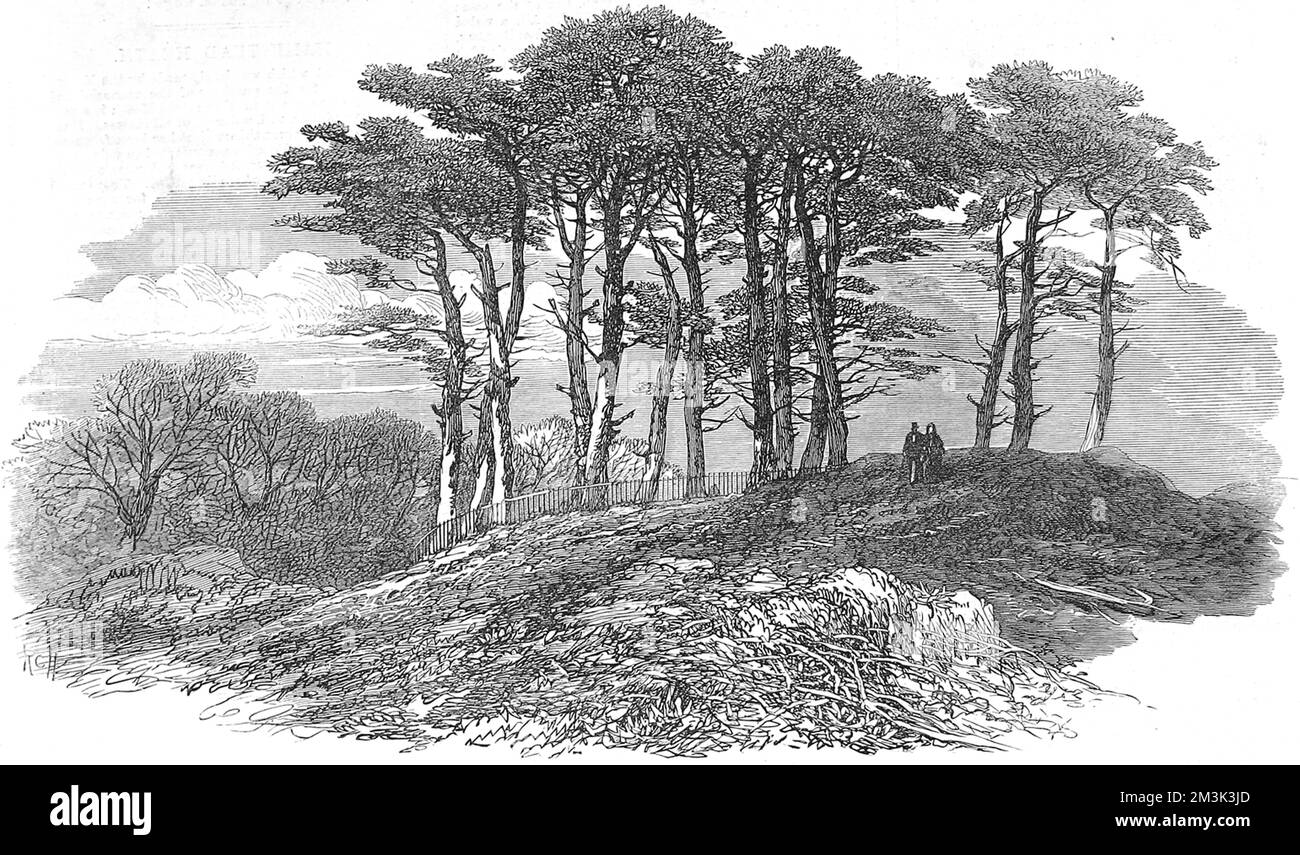 Un groupe de sapins sur un hilack près de North End, Hampstead Heath. 1871 Banque D'Images