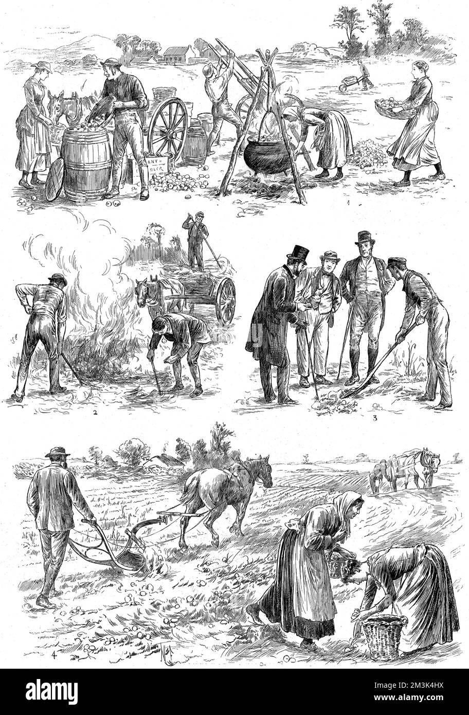 Ces illustrations montrent les mesures prises pour lutter contre la maladie de la pomme de terre en Irlande. Il s'agit notamment de faire bouillir et d'emballer des tubercules partiellement malades, de brûler des tiges, d'inspecteurs de la mauvaise loi qui enquêtent sur la brûlure de la pomme de terre et de labourer les pommes de terre. Le désastre de la famine de la pomme de terre au milieu du 19th siècle a causé une terrible famine et de la misère. 1890 Banque D'Images