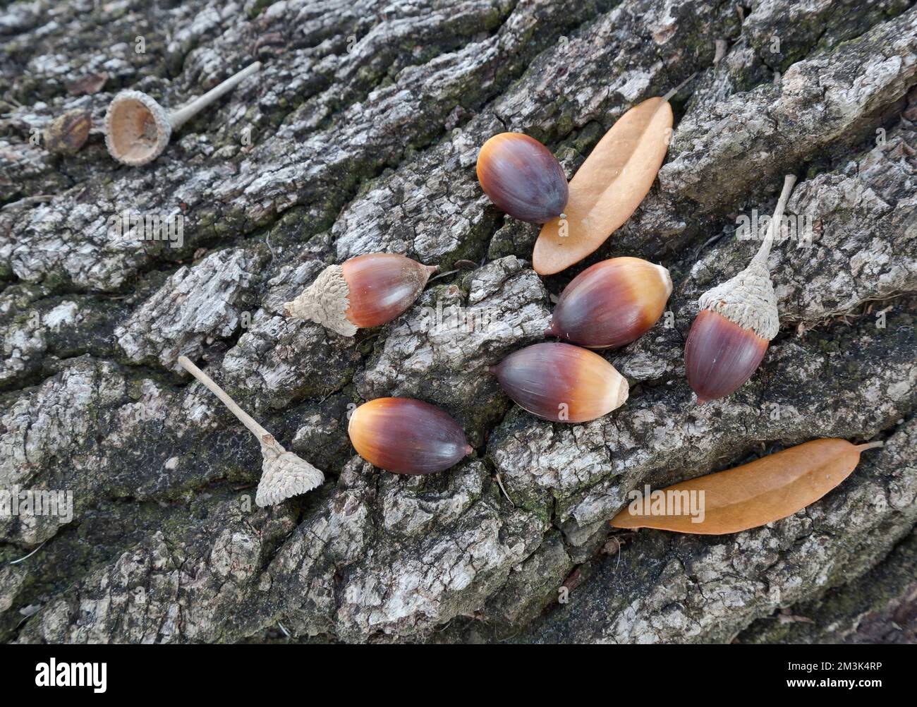 Coastal Live Oak, glands tombés avec calottes 'Quercus virginiana', reposant sur la racine de surface Live Oak, Texas. Banque D'Images